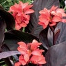Canna X Generalis CannaSol Happy Wilma Canna Lily