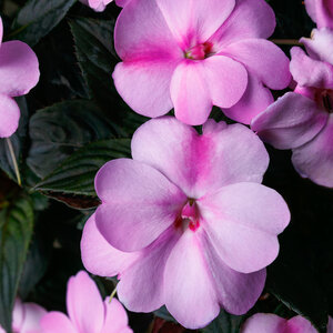 Impatiens X Hybrida SunPatiens Compact Lavender Splash New Guinea Impatiens