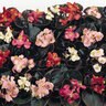 Begonia Semperflorens Cocktail Mixture Bronze Leaf Wax Begonia