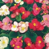 Begonia Semperflorens Super Olympia Mixture Green Leaf Begonia