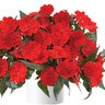 Impatiens X Hybrida Harmony Deep Red New Guinea Impatiens