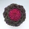 Brassica Oleracea Crystal Red Ornamental Kale