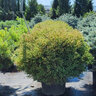 Thuja Occidentalis Linesville Arborvitae