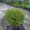 Thuja Occidentalis Linesville Arborvitae
