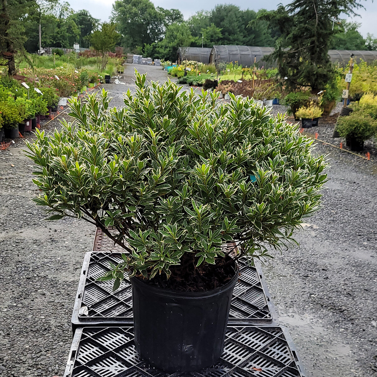 Rhododendron X Silver Sword Azalea | SiteOne US