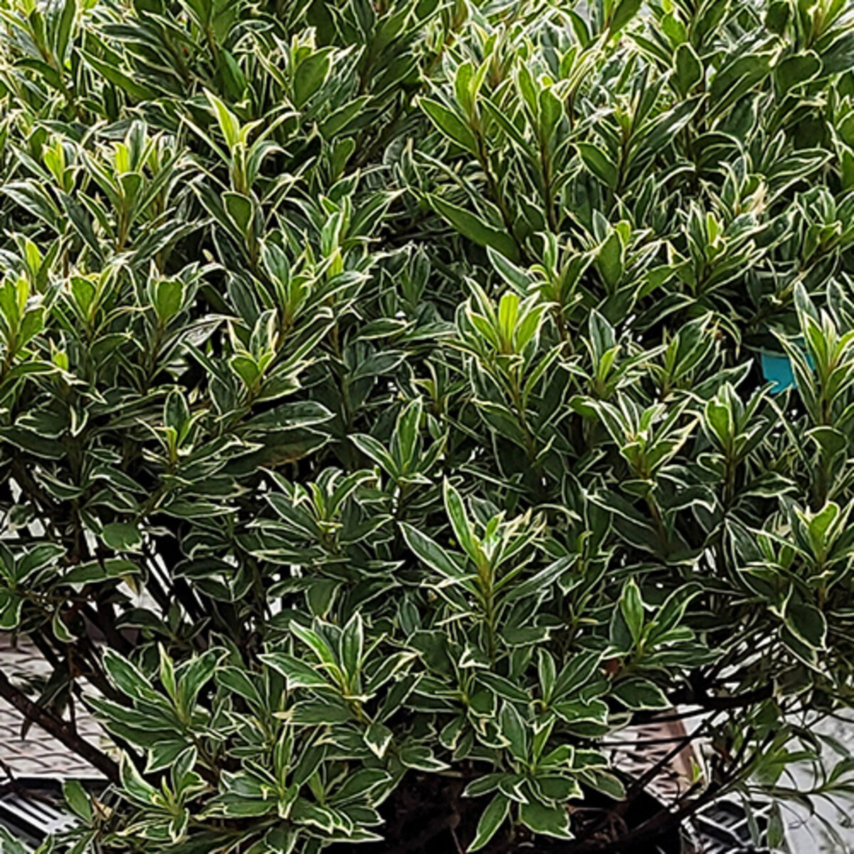 Rhododendron X Silver Sword Azalea | SiteOne US