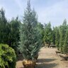 Juniperus Scopulorum Blue Heaven Rocky Mountain Juniper