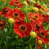 Helenium Autumnale Mariachi Salsa Sneezeweed