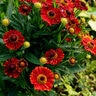 Helenium Autumnale Mariachi Salsa Sneezeweed