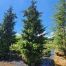 Picea Orientalis Skagit Oriental Spruce