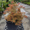 Acer Palmatum Beni Shi En Japanese Maple