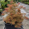 Acer Palmatum Beni Shi En Japanese Maple