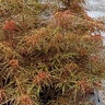Acer Palmatum Beni Shi En Japanese Maple