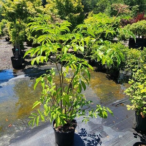 Sambucus canadensis York American Elderberry 3 gal. Container