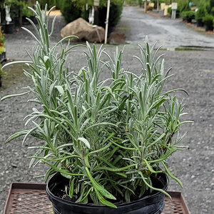 Lavandula X Intermedia Exceptional Lavender
