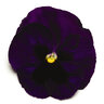 Viola X Wittrockiana Matrix Deep Blue Blotch Pansy