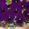 Viola X Wittrockiana Matrix Deep Blue Blotch Pansy