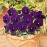 Viola X Wittrockiana Matrix Deep Blue Blotch Pansy