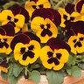 Viola X Wittrockiana Matrix Red Wing Pansy