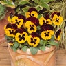 Viola X Wittrockiana Matrix Red Wing Pansy