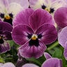 Viola Cornuta Sorbet XP Raspberry Horned Violet