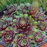 Sempervivum X Ruby Hearts Houseleek