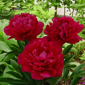 Paeonia Lactiflora Red Magic Peony