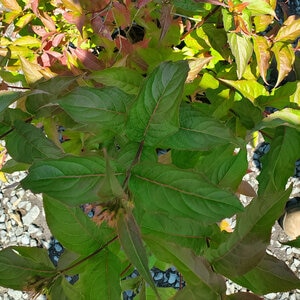 Diervilla Lonicera Copper Dwarf Bush Honeysuckle