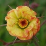 Geum X Cocktails Tequila Sunrise Avens
