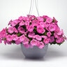 Petunia X Hybrida Easy Wave Pink Spreading Petunia