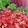 Heuchera X City Rio Coral Bells