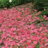 Petunia X Hybrida Easy Wave Coral Reef Spreading Petunia