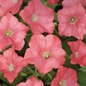 Petunia X Hybrida Easy Wave Coral Reef Spreading Petunia