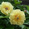 Paeonia X Garden Treasure Itoh Peony