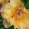 Paeonia X Garden Treasure Itoh Peony