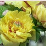 Paeonia X Garden Treasure Itoh Peony