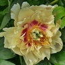 Paeonia X Garden Treasure Itoh Peony
