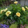 Paeonia X Garden Treasure Itoh Peony