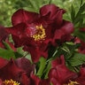 Paeonia X Scarlet Heaven Itoh Peony
