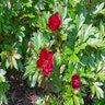 Paeonia X Scarlet Heaven Itoh Peony