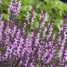 Salvia X Color Spires Pink Dawn Sage
