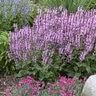 Salvia X Color Spires Pink Dawn Sage