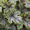 X Heucherella Tapestry Foamy Bells