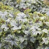 X Heucherella Tapestry Foamy Bells
