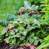 X Heucherella Tapestry Foamy Bells