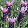 Lavandula stoechas Mulberry Ruffles Spanish Lavender