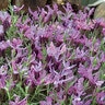 Lavandula stoechas Mulberry Ruffles Spanish Lavender