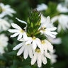 Scaevola X White Sparkle Fan Flower