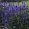 Salvia Nemorosa Bumbleblue Woodland Sage