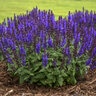 Salvia Nemorosa Bumbleblue Woodland Sage